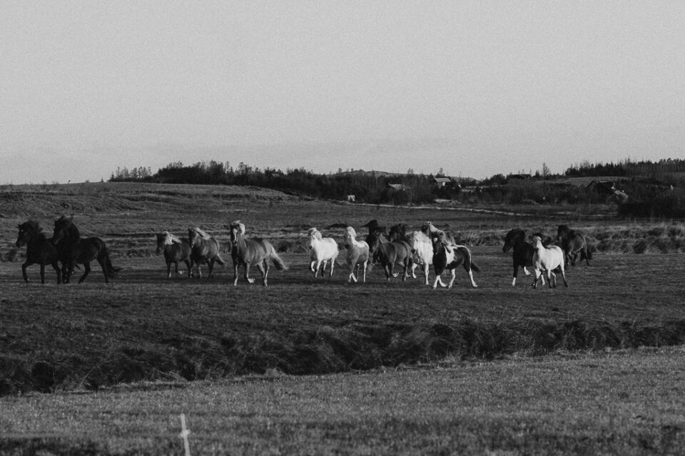 Horses running in Icelandic landscape